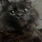 قط للتبني