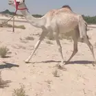 بكره حقه طيبه ( تم البيع )