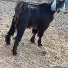 تيس   تلاجه سمين نظيف ششرط