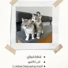 قطط شيرازي للبيع محتاجين مشتري يخاف الله فيهم