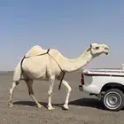 وضحى كفو فوق البداوه تحتها بكره