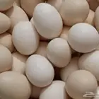 بيض بلدي