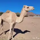 جمل للبيع