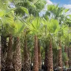 نخل امريكي واشنطني زينه