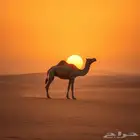 مطلوب باترول 4500 صالون