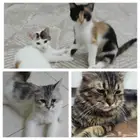 قطط لتبني