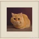 قط ذكر للتبني هجين سكتوش و شيرازي مطعم