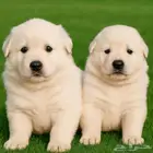 وايت جيرمن شيبرد مستوى توب