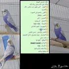 متوفر جوز طيور حب هوقو جوز طيور حب ذكر هوقو و انثى مكس