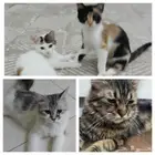 قطط لتبني شيرازي