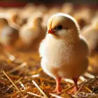 صوص لاحم روس 308 صيصان