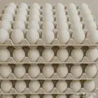 بيض الأحساء البلدي نظيف Al-Ahsa Eggs Pure