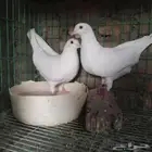 مربى حمام لاحم فرنسى ودواجن خبرة أكثر من 15عام