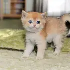 برتش شورت هير آباء شامبيون بالملحقات تم البيع