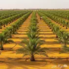 نخل مثمر فسائل ونقايل