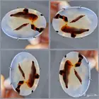 عقيق يماني طبيعي