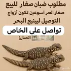 ارغب في شراء ضبان