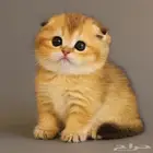 ابحث عن قط فصيلة منشكن اطراف قصيره نفس بصوره تواصل وتساب