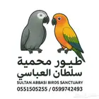 انثى صن شيك رد فاكتور منتجة تم البيع