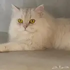 للبيع هملايا شيرازي