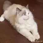 قط شيرازي ضايع