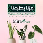 نباتات داخلية