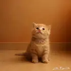 قطط للبيع فصيلة نادرة وفاخرة