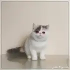 قطة اكزوتيك شورت هير للبيع - انثى - يوجد دفع بالتقسيط