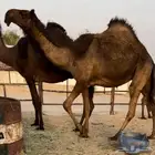 بكار فرديات مجاهيم