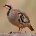 للبيع حجل شنير (تم البيع)