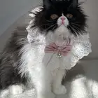 قطط اناث
