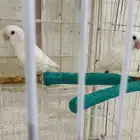 جوز روز البينو تحته بيض