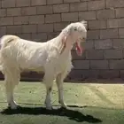 تيس مصري ناادر