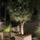 تنسيق اشجار زينه