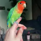 للبيع أجمل ببغاء الروز الامزوني أليف لعوب مغرد