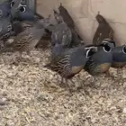 طيور الكاليفورنيا