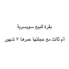 بقره مع عجلتها سويسريه   للبيع عجلتها عمرها 7 شهور