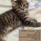 قط للبيع