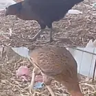 دجاج بلدي