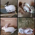 ارانب عدد 4 واحد ذكر 3 اناثي