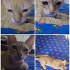 4 قطط بلديه لاكن لطيفه