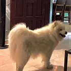 انثى سامويد مكافأه ماليه مغريه للي يحصلها