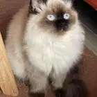 قطه سيامي (قطط لا تجدها الا ب LeBrad Cattery)