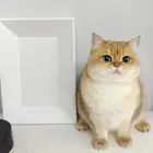 انتاج قريب قطط منشكن ابسولو NY11 نوادر (الاباء ليس للبيع)