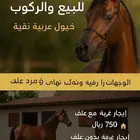 مربط الطيار يعلن عن ايواء تأجير غرف