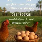 متوفر لدينا بيض طاز دجاج بلدي وفيوم أزولا طبيعية