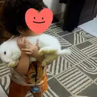 لدواعى السفر أرنب للتبنى