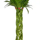 عرووض نبات البامبو 120cm   90cm و برج البامبو