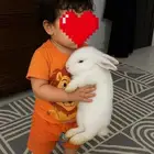 أرنب أبيض فرنساوى