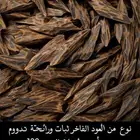 كمبودي تايقر